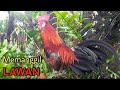 Suara Ayam Hutan Memanggil Lawan chicken sound - Rooster