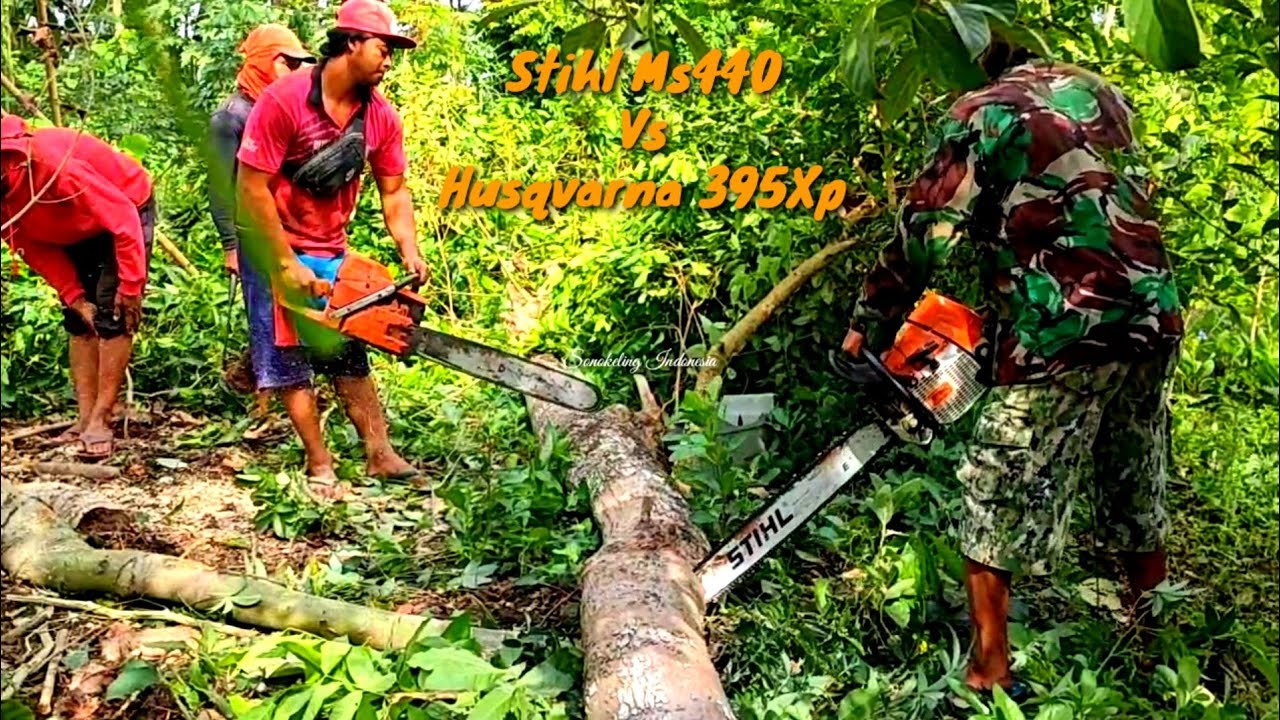 Attacked by Red Ants,,,!! Cut 3 Trees with Chainsaw Stihl Ms440 ...