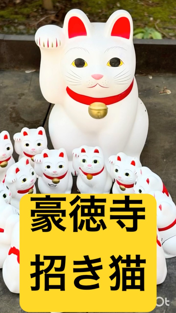 決まりました！豪徳寺　招福猫児　招き猫　招きねこ 商売繁盛や心願成就、家内安全、猫好きには必見！ 豪徳寺と招き猫｜大谿山 豪徳寺