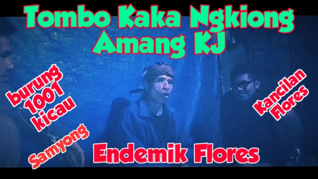 Tombo Kaka Ngkiong Amang KJ│Burung Endemik Flores│Kancilan Flores