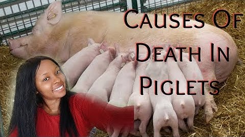 Causes Of Piglets Mortality / Avoid Piglets Death