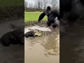 Baby Chimps Call GORILLA ARMY to Save Mom! 🦍😱