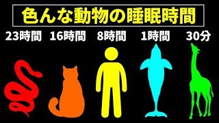 こんなに違う！動物たちの睡眠時間