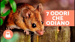 7 ODORI CHE TOPI E RATTI ODIANO Non li sopportano! 