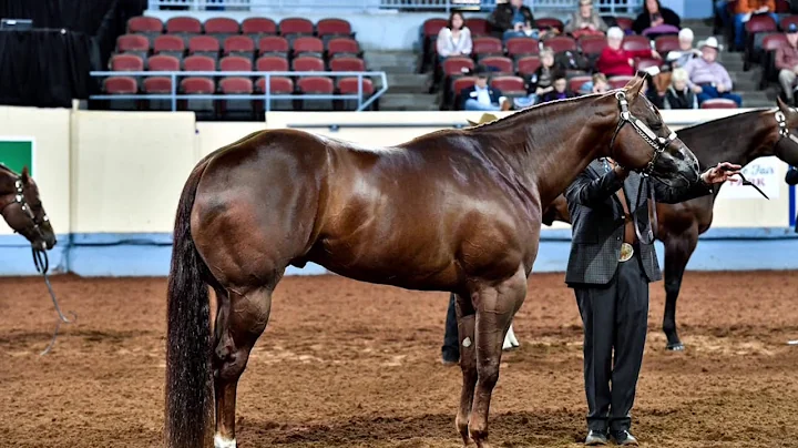 2017 AQHA Aged Stallions