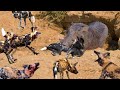 Harsh life of Wildlife ! Lion vs Warthog - Let&#39;s Explore the Animal Planet 2022