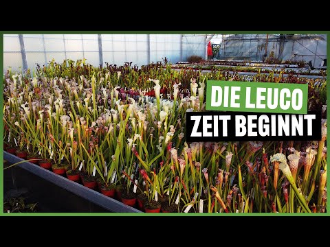 Video: Greenhouse Gardening Info - Erfahren Sie mehr über den Bau und die Verwendung eines Gewächshauses