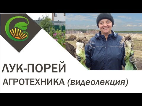 Лук-порей, агротехника выращивания, видеолекция