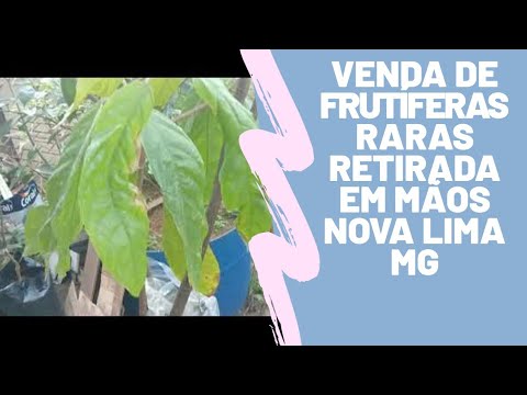 Vídeo: Alakul, Viveiro De árvores Ornamentais E Frutíferas E Arbustos No Distrito De Vyborg