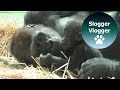 Gorilla Mother Doesn't Want Mambele Playing With Her Baby