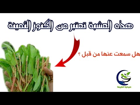العشبة التي تعتبر من الكنوز الثمينه العثرب الحماض البري