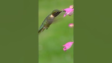 burung kolibri minum nektar dari bunga #shortsindia