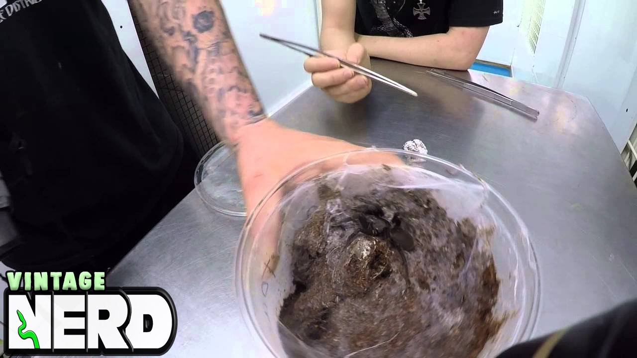 vlogs in spanish Tarantula Egg Pull (Black Satan)