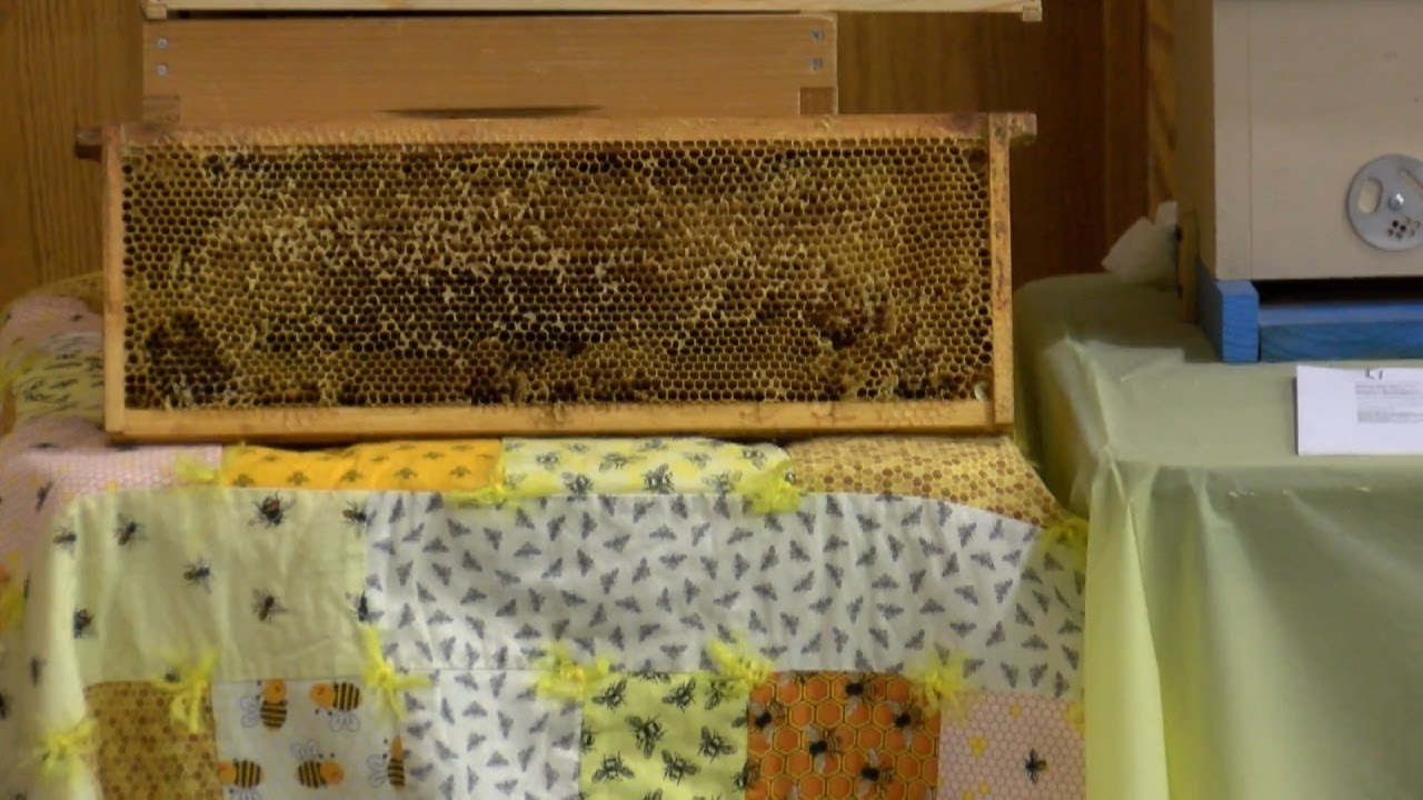 Local beekeeping clubs hosts beekeeping 101 forum YouTube