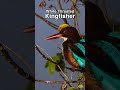 White-throated Kingfisher Close-up | Bird Photography Season 2025–26 | Week 3
