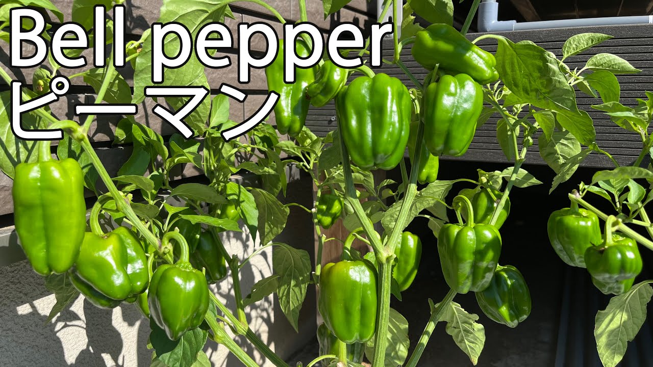 Hydroponic Cultivation of Bell Peppers - YouTube