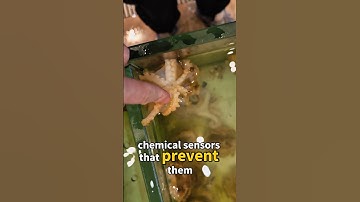 Octopus Tentacles: How Their Powerful Suction Works #nature