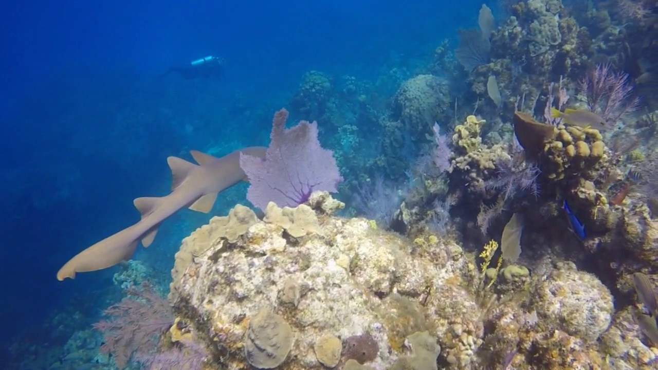 Cayman Brac Scuba Mission Trip Bloody Bay Wall Little Cayman Youtube