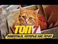 Топ 7 животных которые нас лечат | Top 7 animals that treat us