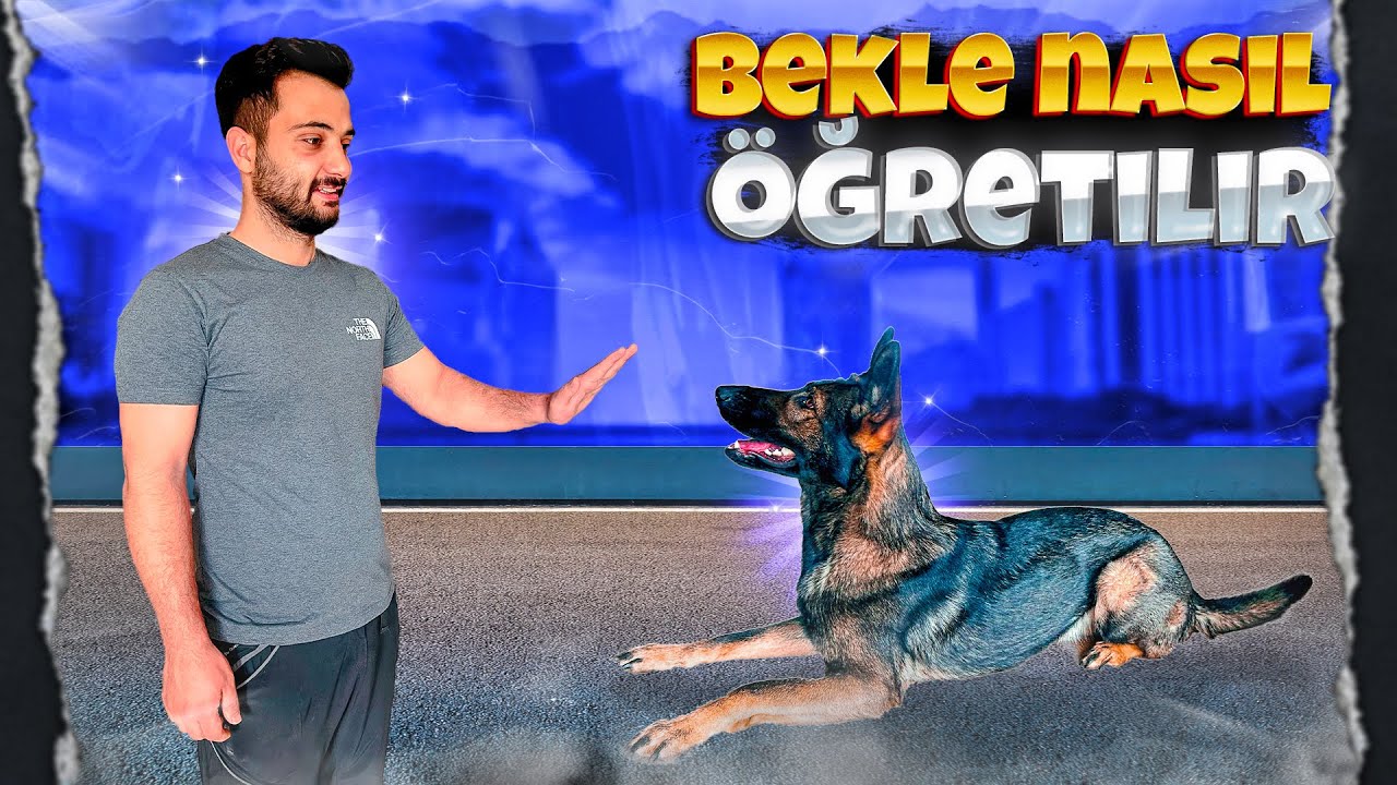 BEKLE KOMUTU NASIL ÖĞRETİLİR 🤨