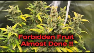 Forbidden Fruit | Blue Nerds