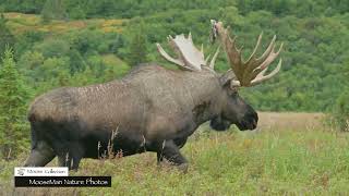 Cow Fights Are One Thing, But Bulls Chasing Cows Takes the Prize #moose #nature #wildlife