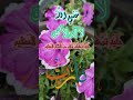 Shortvideo اللهم أعزنا بعزك الذي لايضام وأحفضنا بعينك التي لاتنام طابت أوقاتكم بالخير اكسبلور Shortvideo اللهم أعزنا بعزك الذي لايضام وأحفضنا بعينك التي لاتنام طابت أوقاتكم بالخير اكسبلور