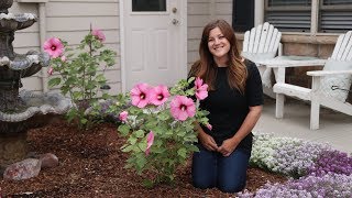 Planting Some Gorgeous Hibiscus! 🌺💚// Garden Answer