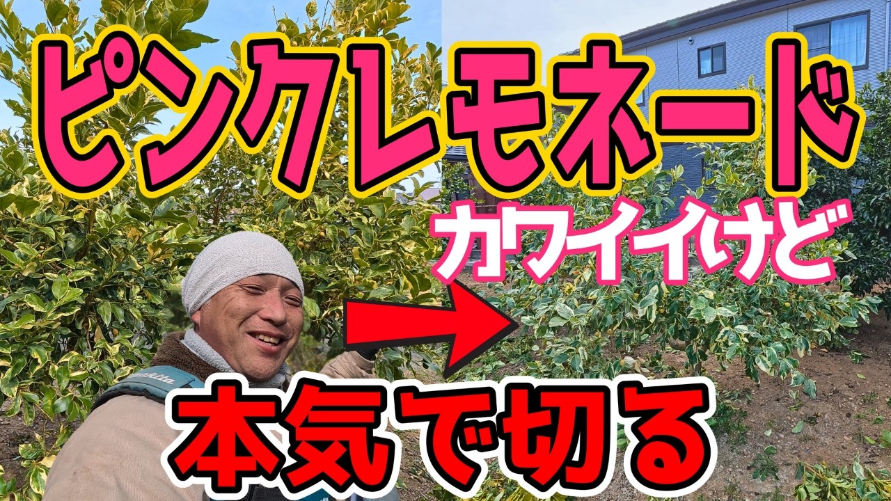 【幻のピンクレモン!?】ピンクレモネード剪定術｜Pink Lemon Pruning Guide