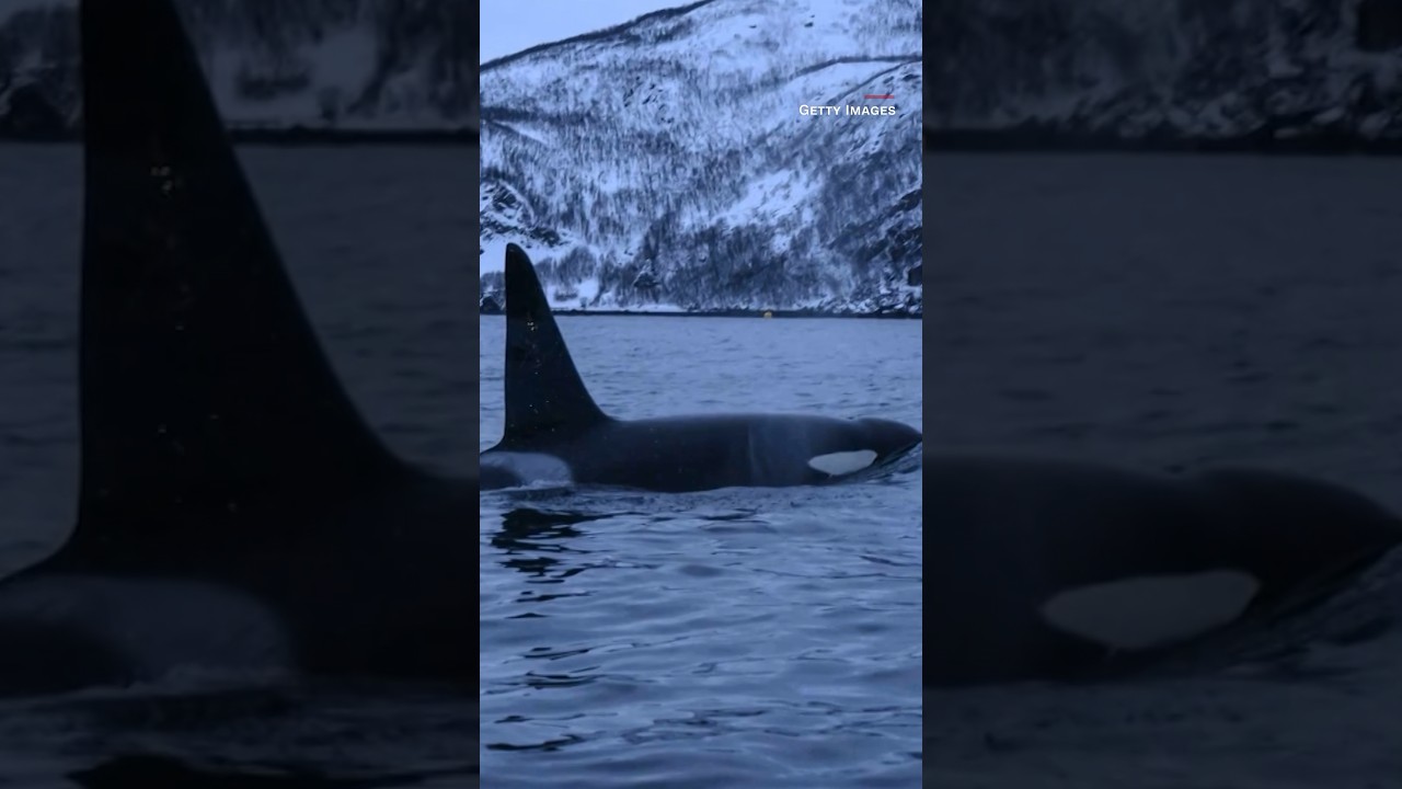 Why are orcas attacking and sinking ships?