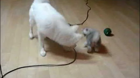 Video 11250041: adorable persian kitten, kitten japanese