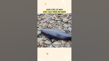 Đội cứu hộ chạy đua với thời gian giải cứu cá heo mắc cạn trên bờ biển