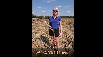 Bt Resistant Rootworm Video