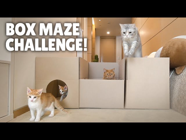 Box Maze Challenge! Think Outside the Box! | Kittisaurus