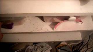 My Ball Python Collection Wealth