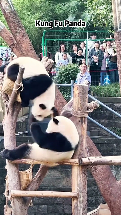 Cutest Panda🤩