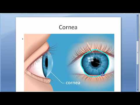 Ophthalmology 104 a Cornea Structure Histology Layers Function Anatomy Eye Nutrition Nerve Dua New