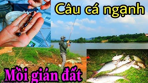 Câu cá | Mồi gián đất câu cá ngạnh vẫn là hiệu quả, điểm câu Chản Sông Lục Nam