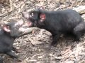 Tasmanian Devil FIGHT!