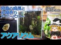 アクアリウム アベニーパファーの稚魚の成長と新しく水槽作り/ 報告 アクアリウム / 水槽【ゆっくり実況】水槽飼育Vlog風解説 アベニーパファー Dwarf Pufferfish 豆好き飼い主