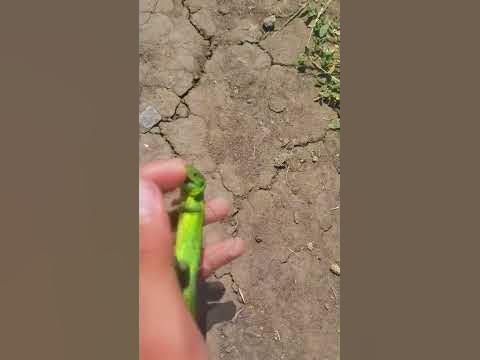Говняшка - YouTube