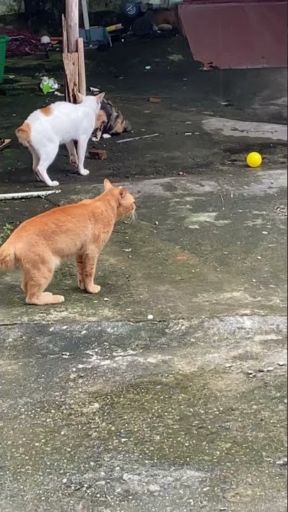Betina di gilir tiga jantan
