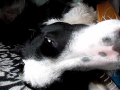 Thumb of Dogs Have Three Eyelids video