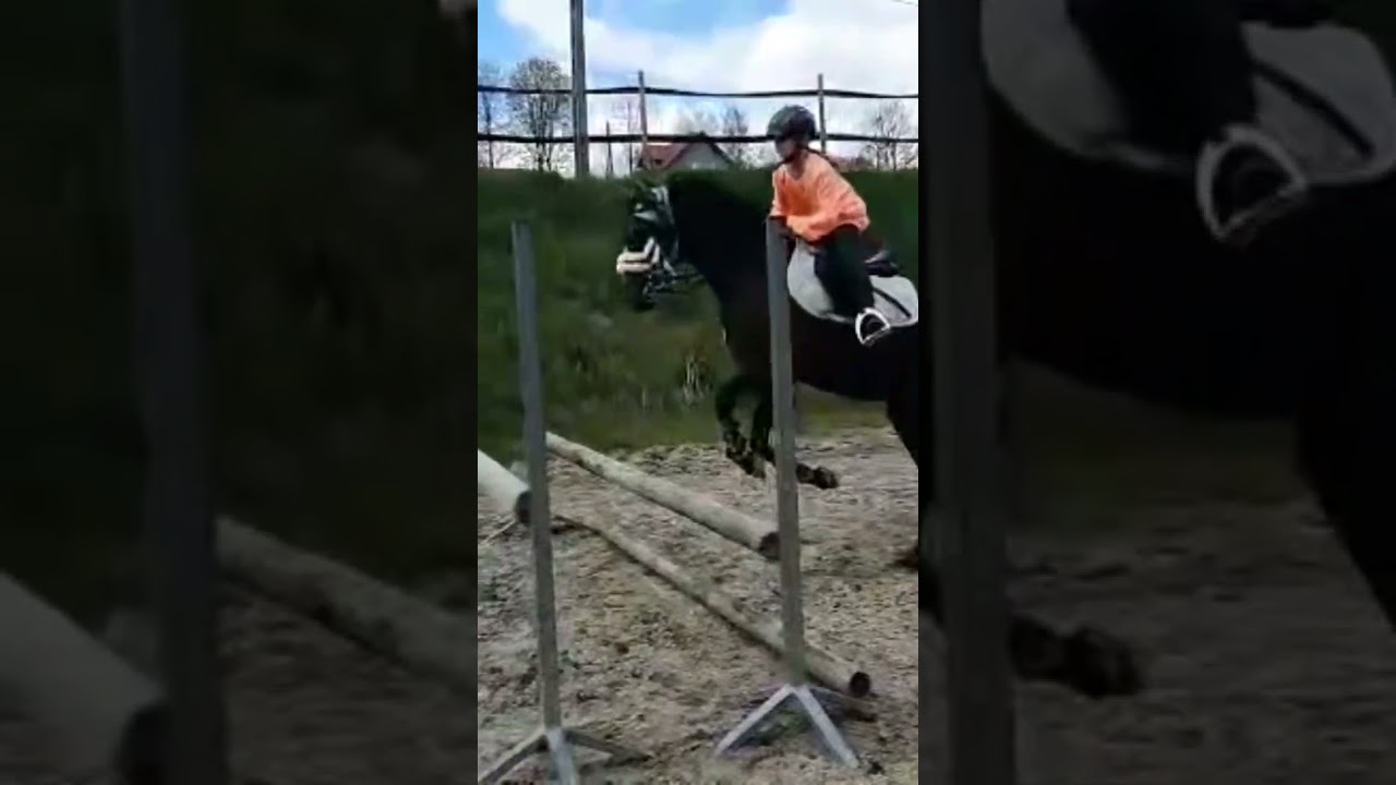 #horsejumping