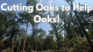Timber Stand Improvement for Deer- Part 2