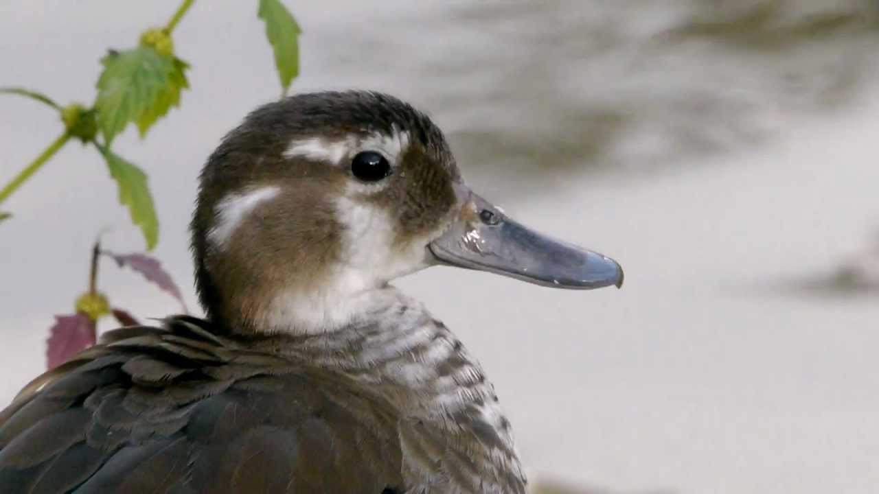 Ringed Teal (Callonetta leucophrys ♀) / Rotschulterente [05]
