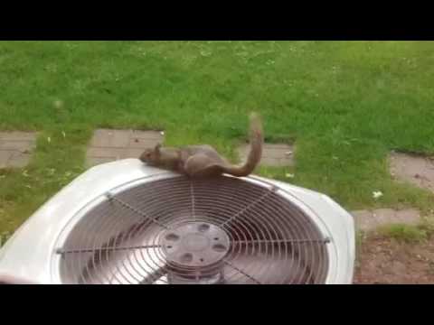 Taco Bell Squirrel  YouTube