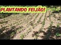 COMO PLANTAR FEIJÃO!/ BORA PRA ROÇA?