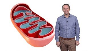 Jared Rutter (U. Utah, HHMI) 1: Mitochondria: The Mysterious Cellular Parasite