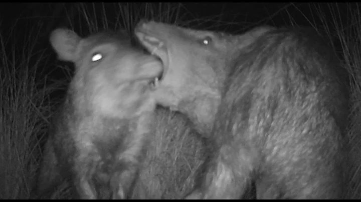 Javelinas getting a little testy - 9-12-24